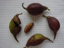 Frutos y semillas de mataojo (<i>Pouteria salicifolia</i>).<br>Foto: Gastón Rodríguez Tourón